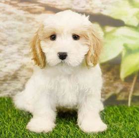 Cavachon