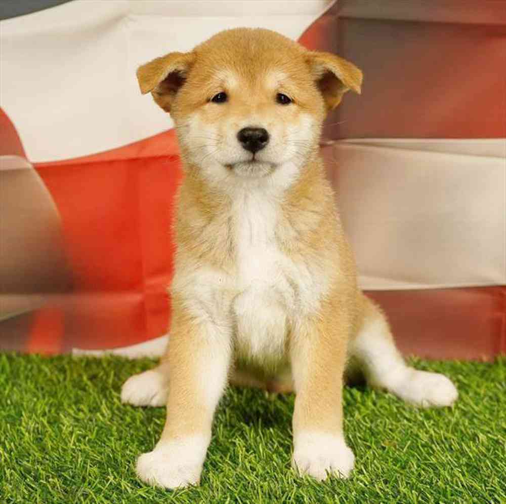 Image of a pet breed in the gallery