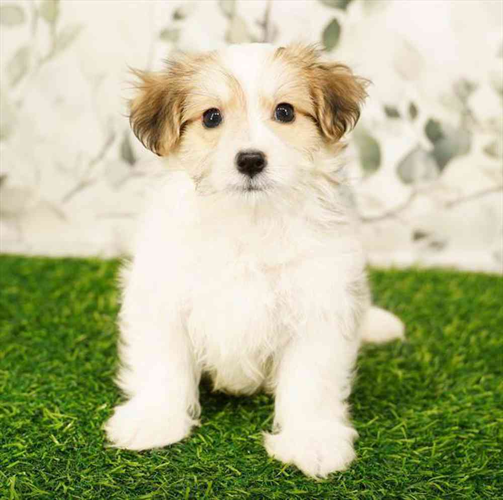 Image of a pet breed in the gallery