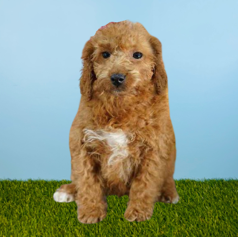Female 2nd Gen Mini Goldendoodle Puppy for Sale in Meridian, ID
