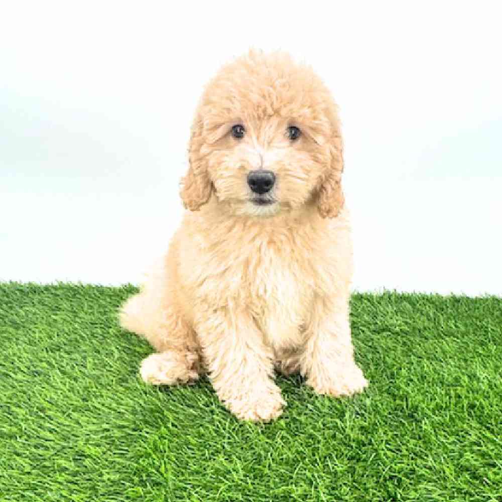 Image of a pet breed in the gallery