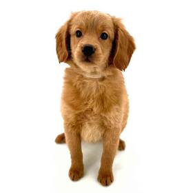 2nd Gen Mini Goldendoodle