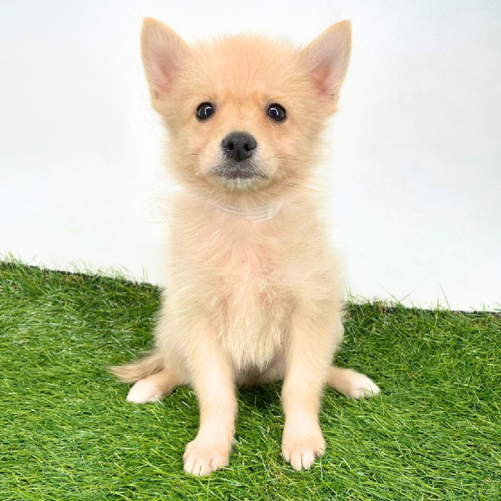 Image of a pet breed in the gallery