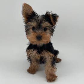 Yorkie