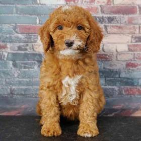 Cavapoo