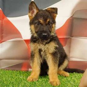 German Shepherd