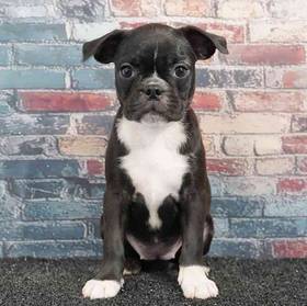 Bugg