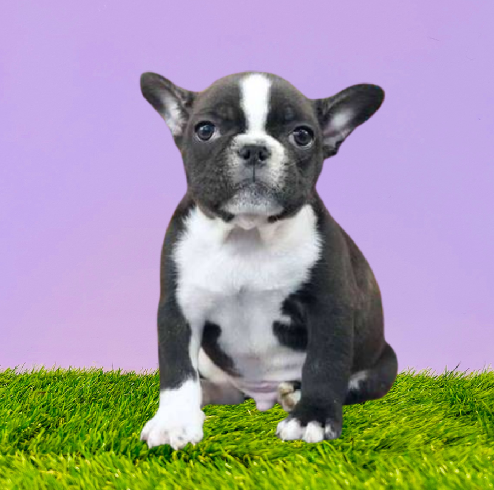 carousel pet images