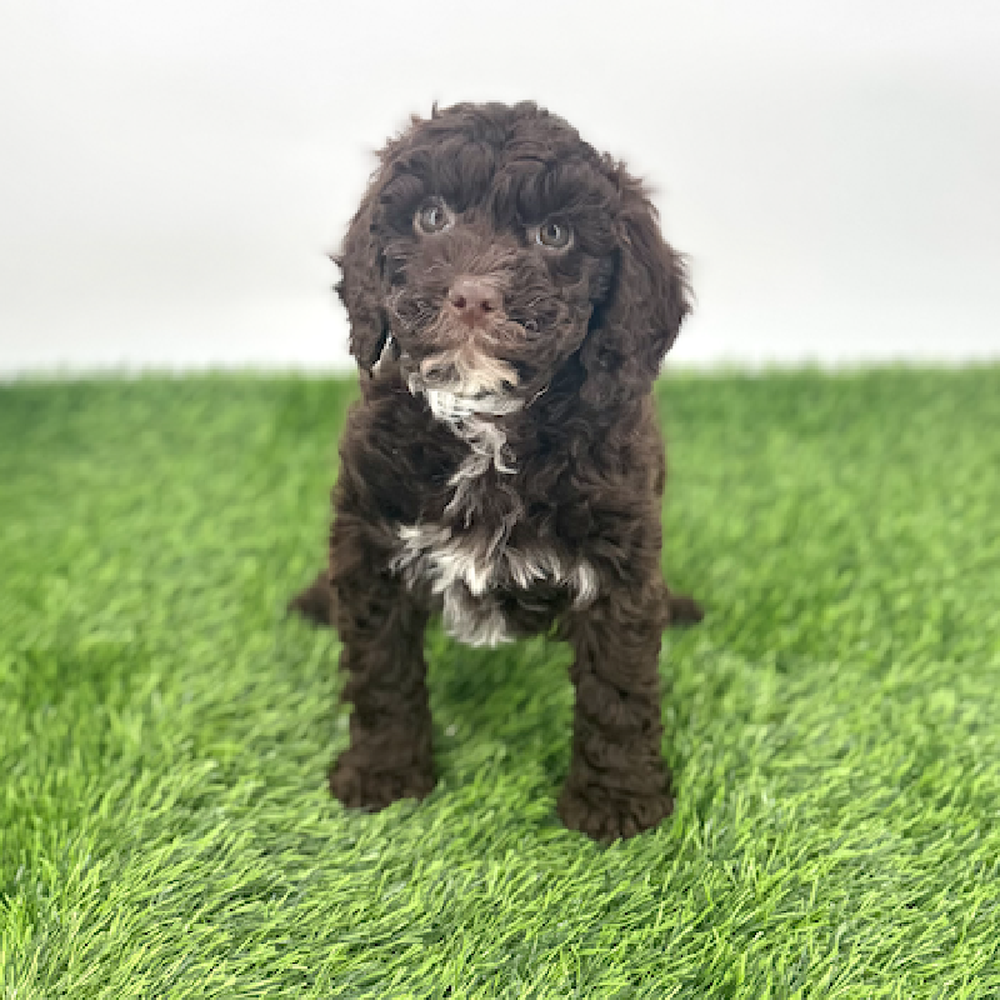 carousel pet images