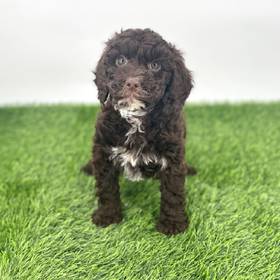 2nd Gen Cockapoo
