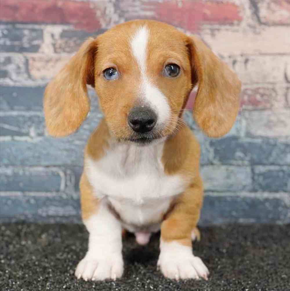 Image of a pet breed in the gallery