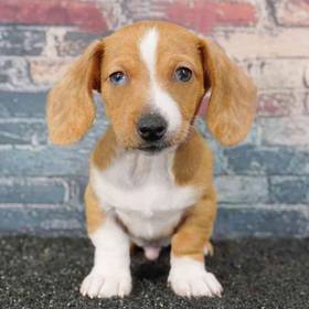 Dachshund