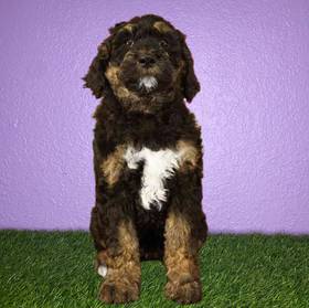 2nd Gen Standard Goldendoodle