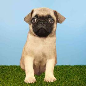 Pug