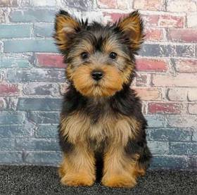 Yorkie
