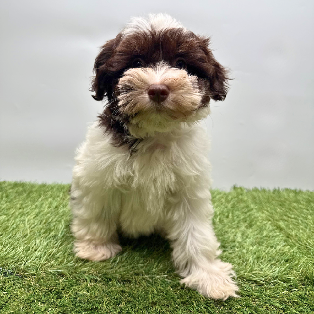 pet breed image
