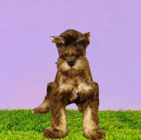 Mini Schnauzer