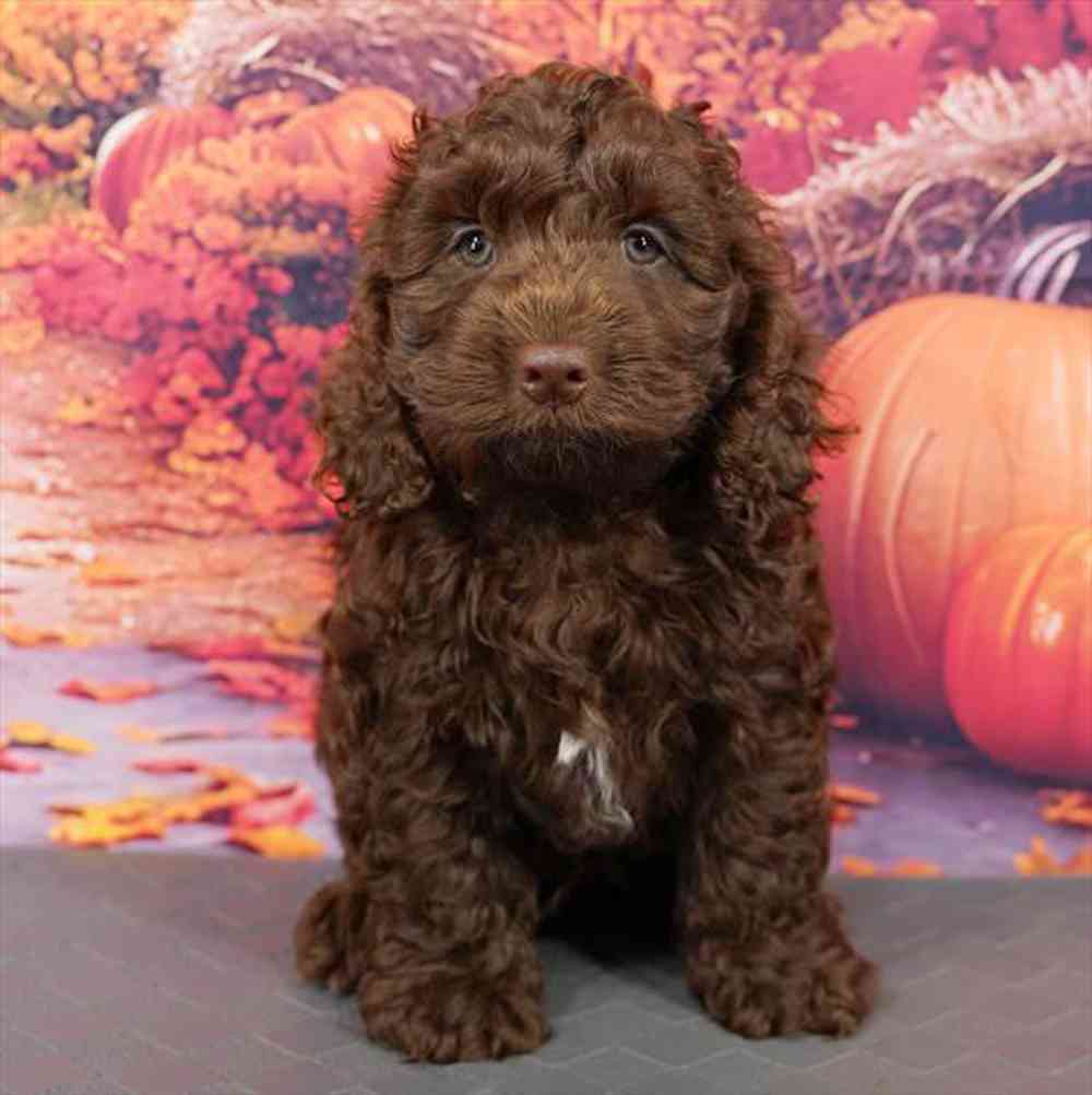 Image of a pet breed in the gallery