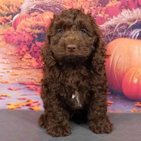 Cockapoo