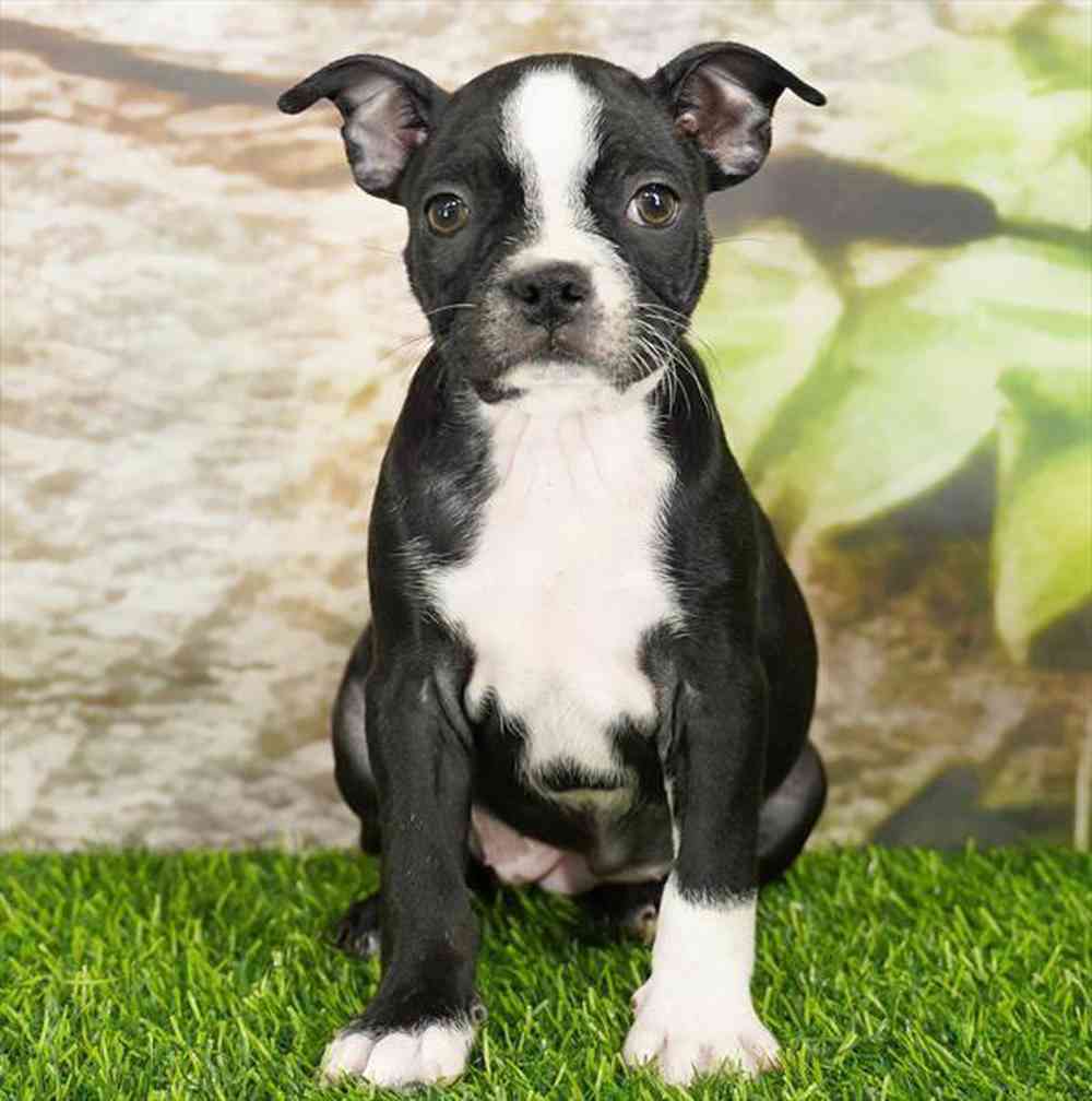 Image of a pet breed in the gallery