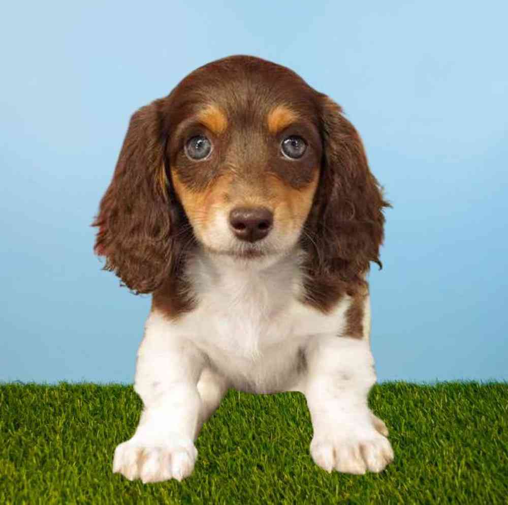 Female Dachshund Puppy for Sale in Meridian, ID