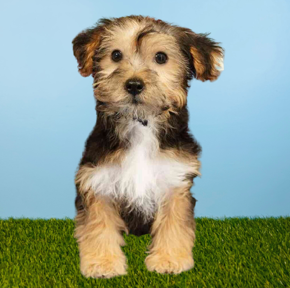 carousel pet images