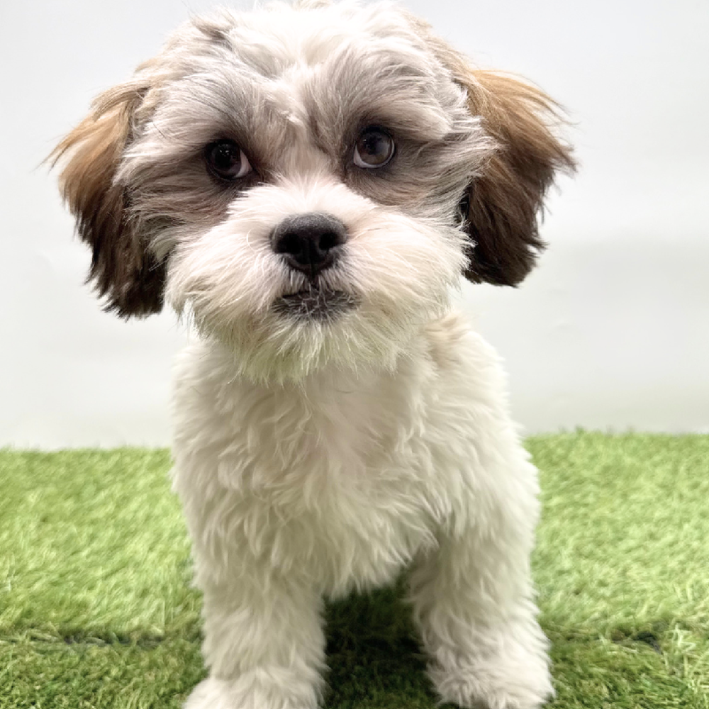 pet breed image