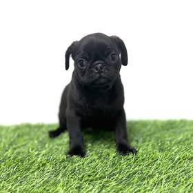 Pug