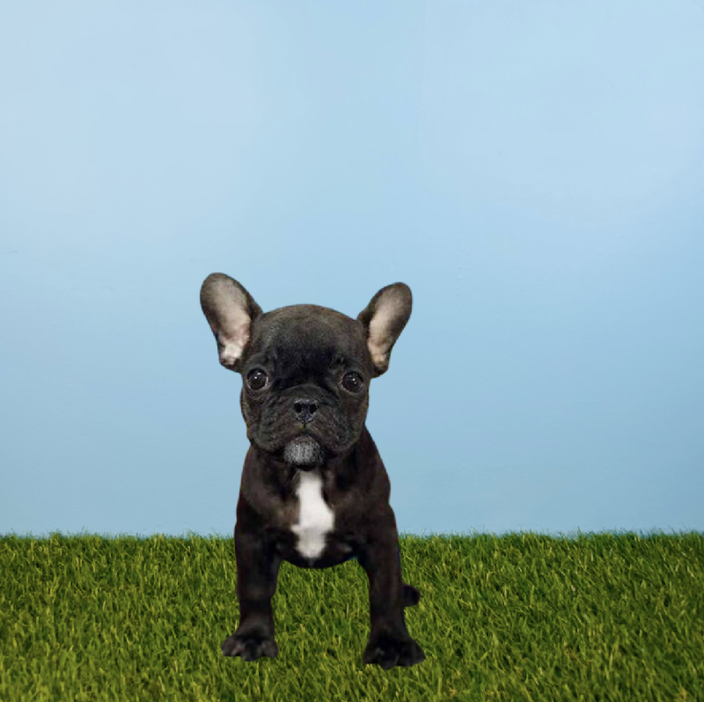 Female French Bulldog Puppy for Sale in Pasadena, TX