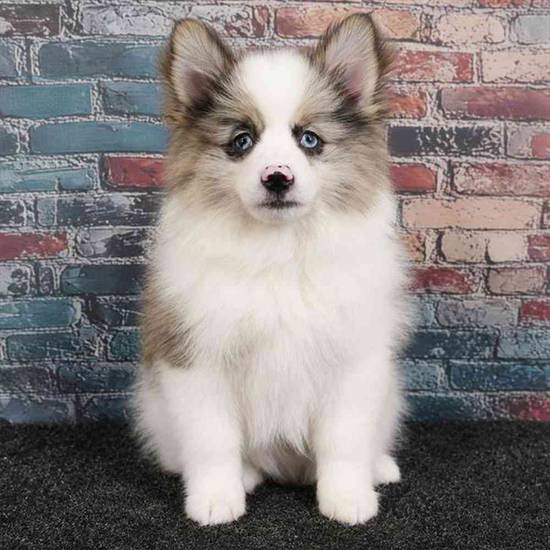 Pomeranian