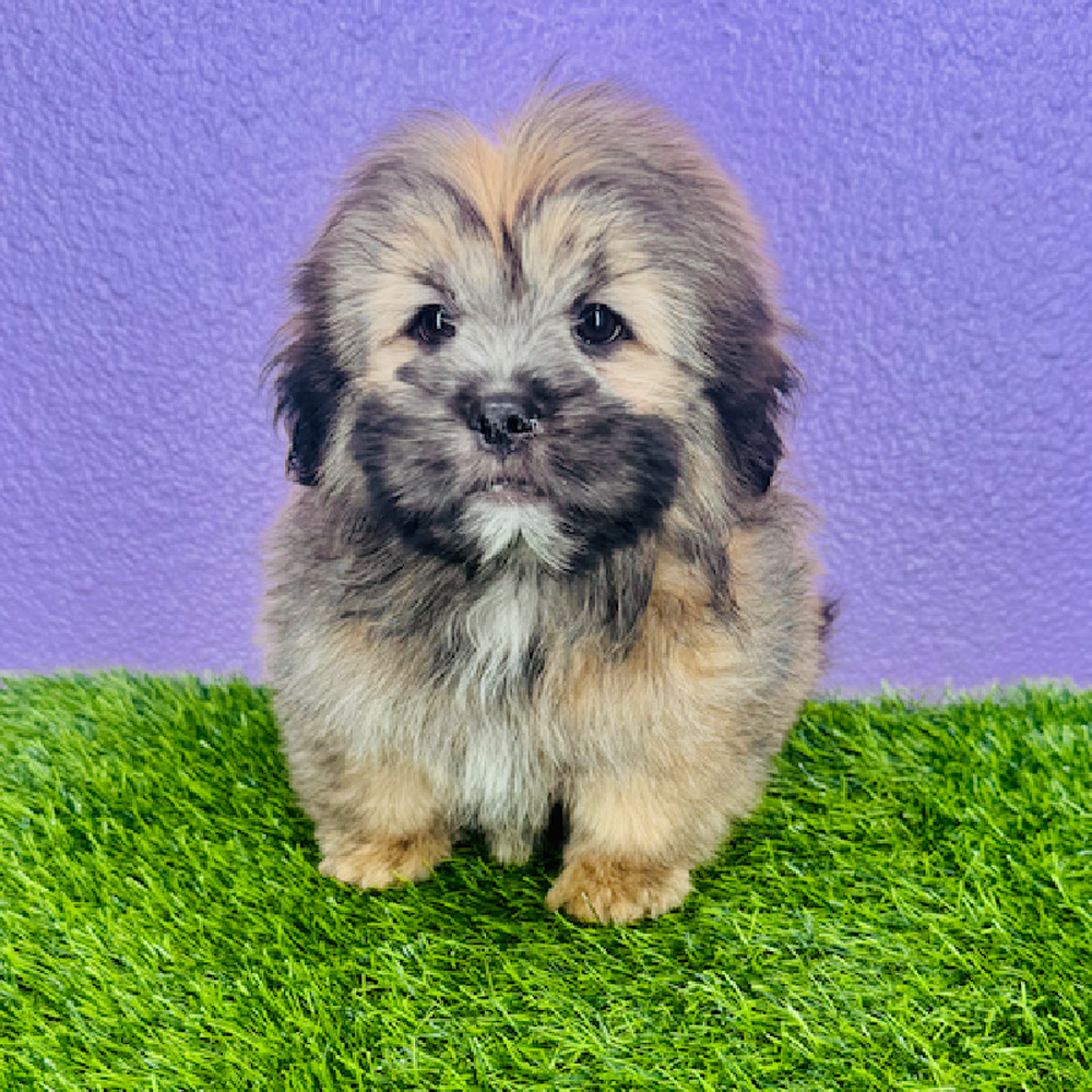 Image of a pet breed in the gallery