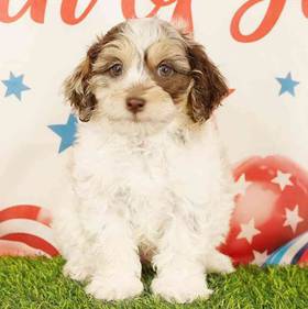 2nd Gen Cockapoo