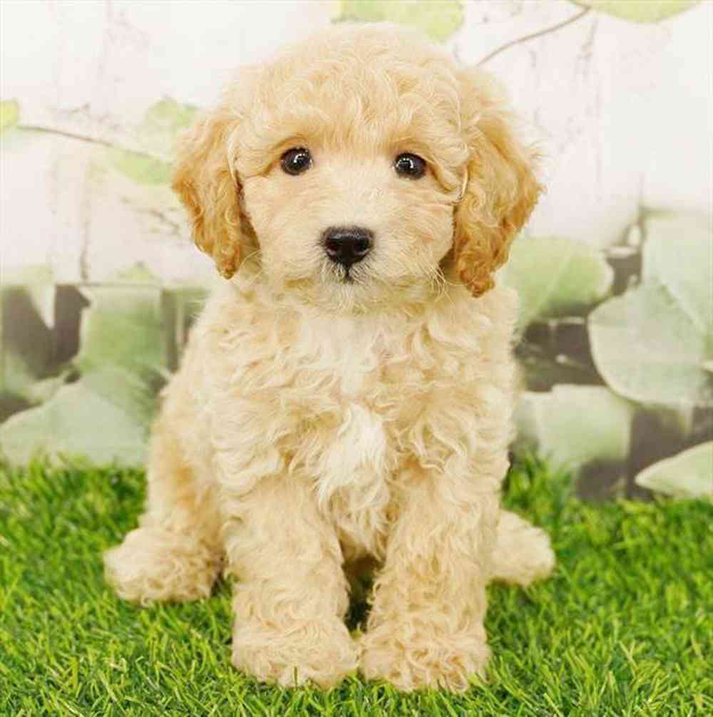 Image of a pet breed in the gallery
