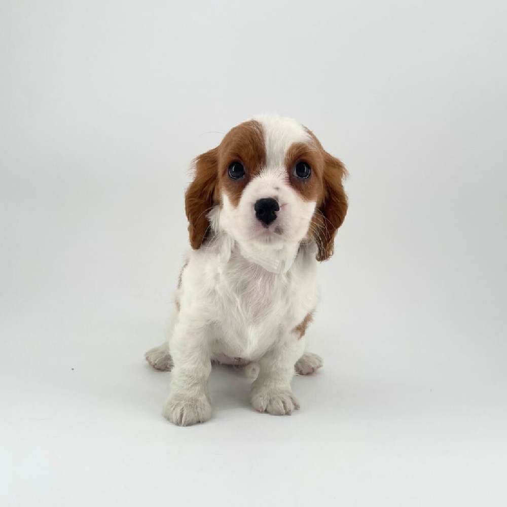pet breed image