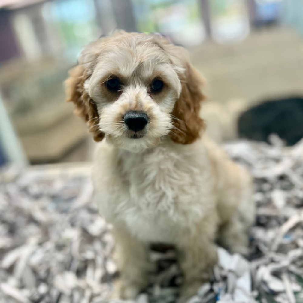 carousel pet images