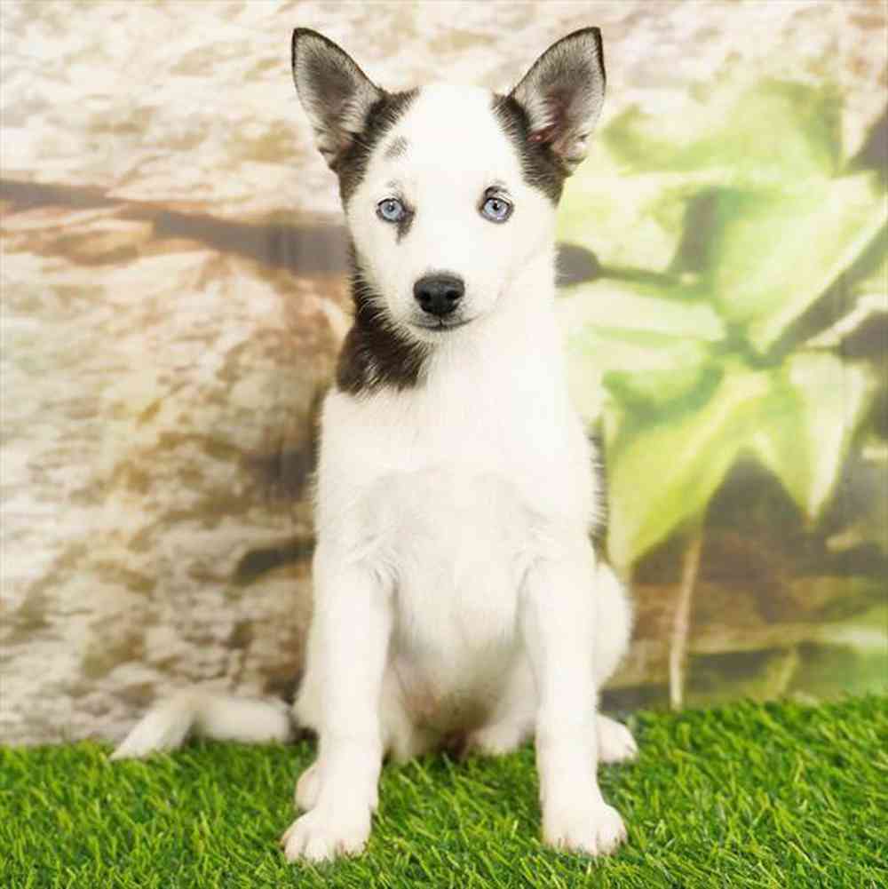 Image of a pet breed in the gallery