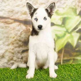 Alaskan Klee Kai