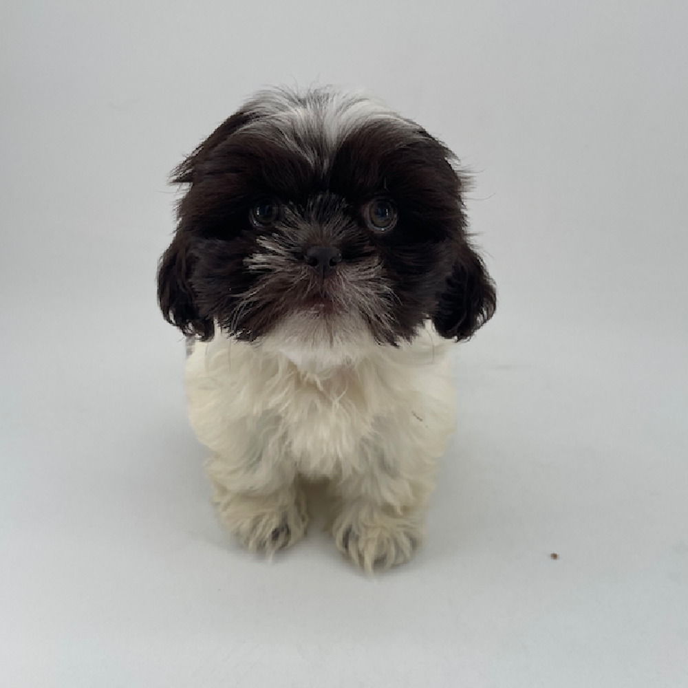 Image of a pet breed in the gallery