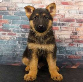 German Shepherd