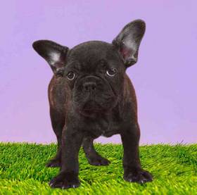 French Bulldog
