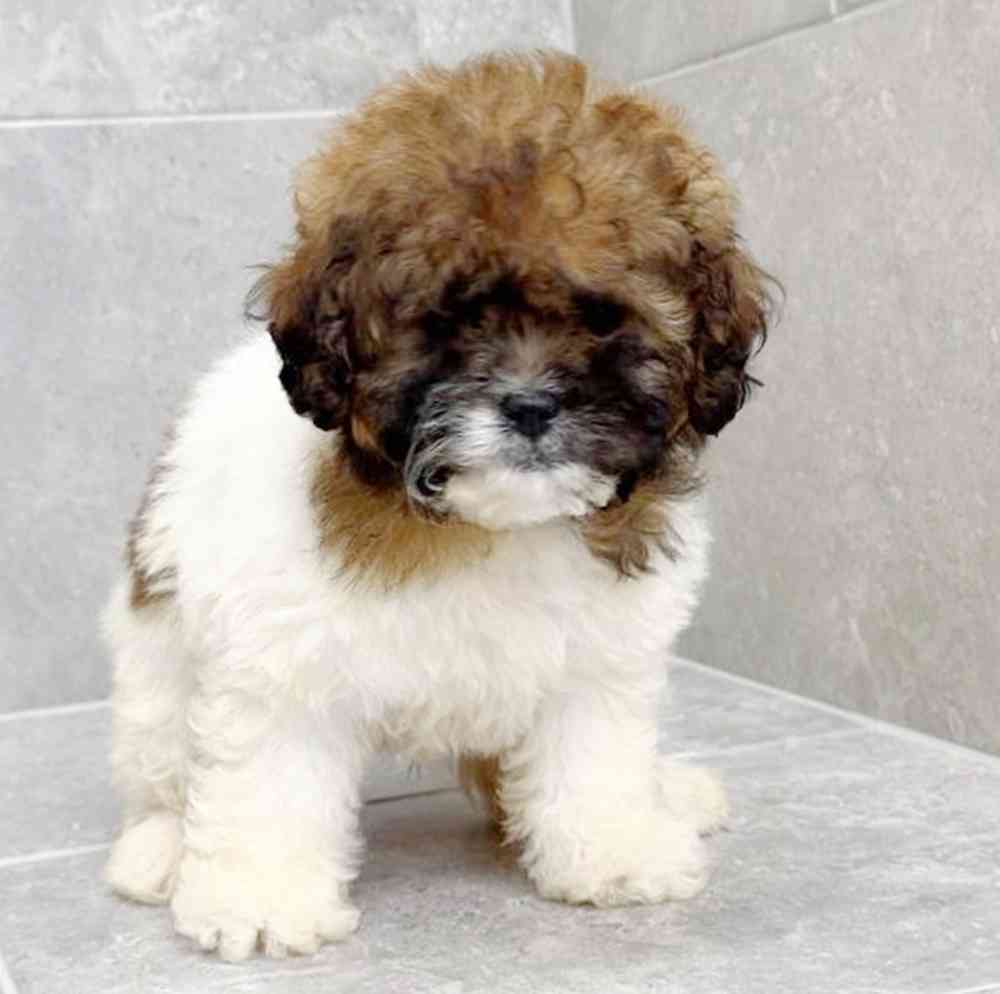 Image of a pet breed in the gallery