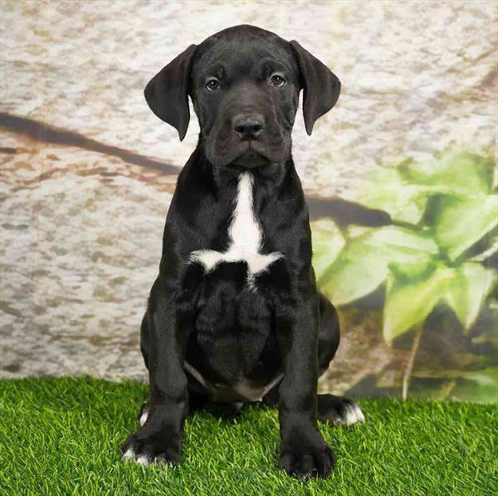 pet breed image
