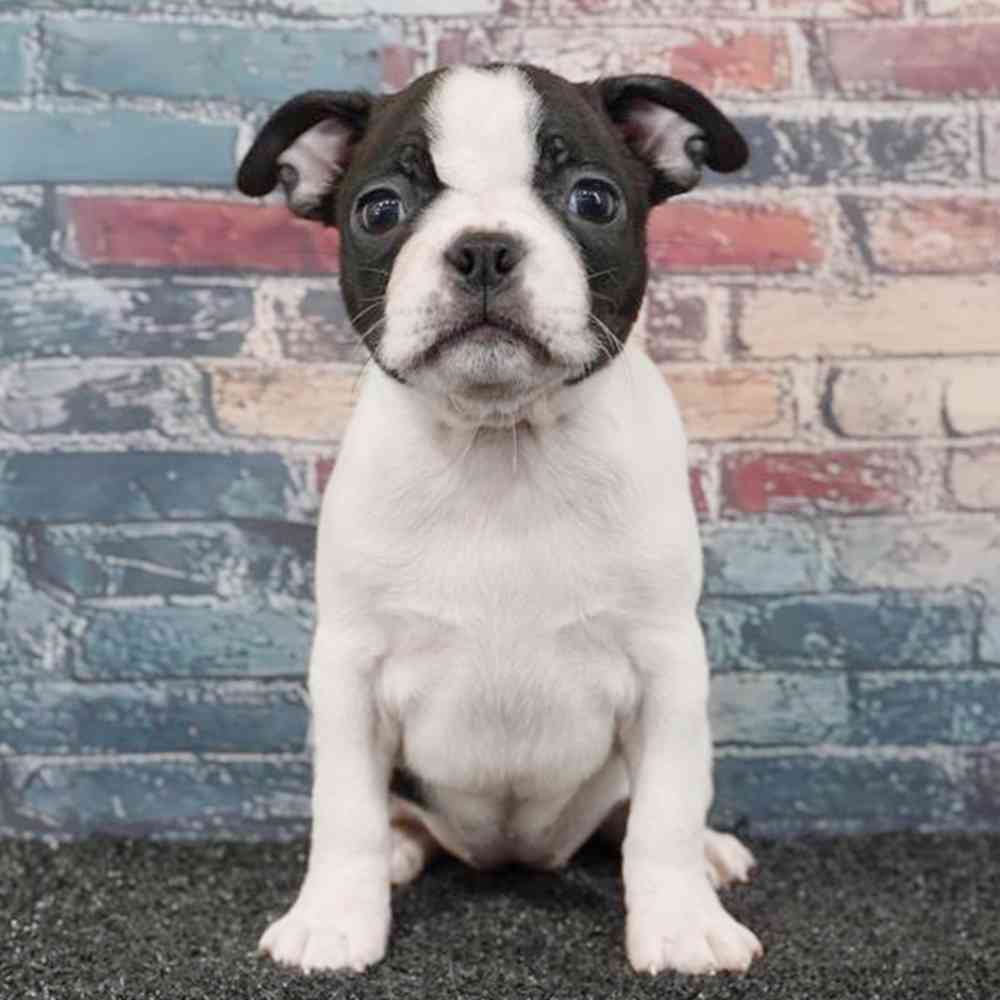 Image of a pet breed in the gallery