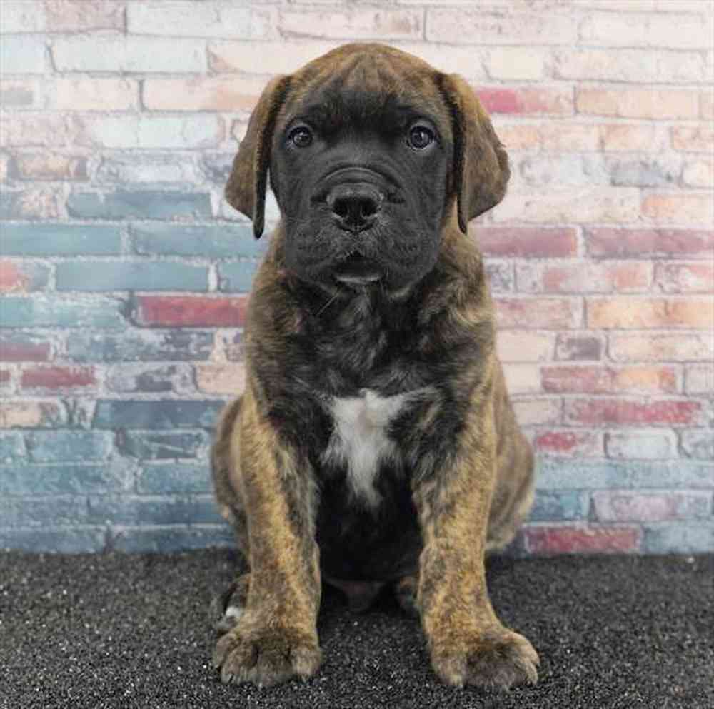 pet breed image