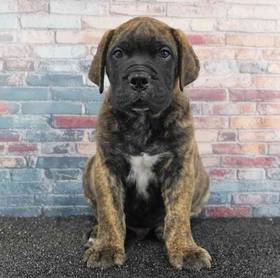 Bullmastiff