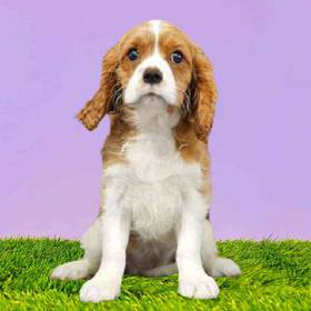 Cavalier King Charles Spaniel