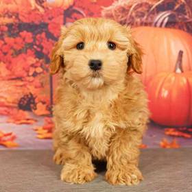 Maltipoo