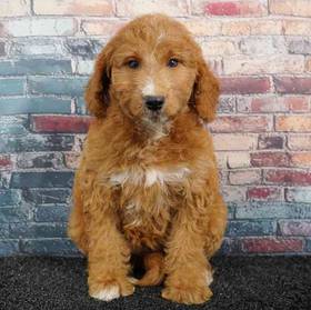 2nd Gen Mini Goldendoodle
