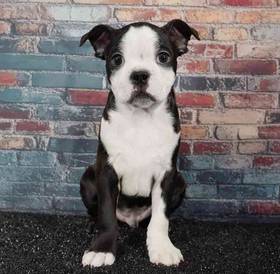 Boston Terrier