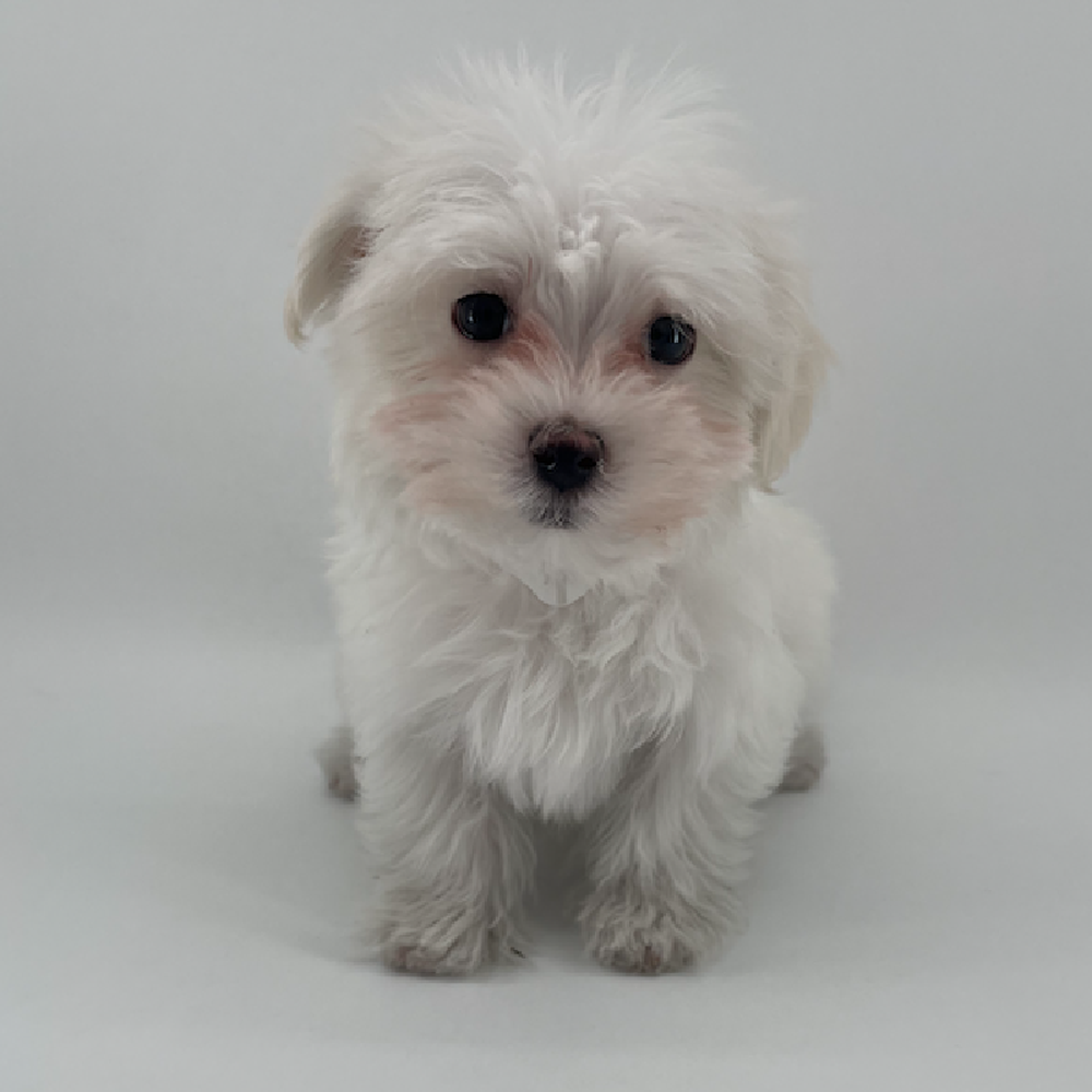 pet breed image